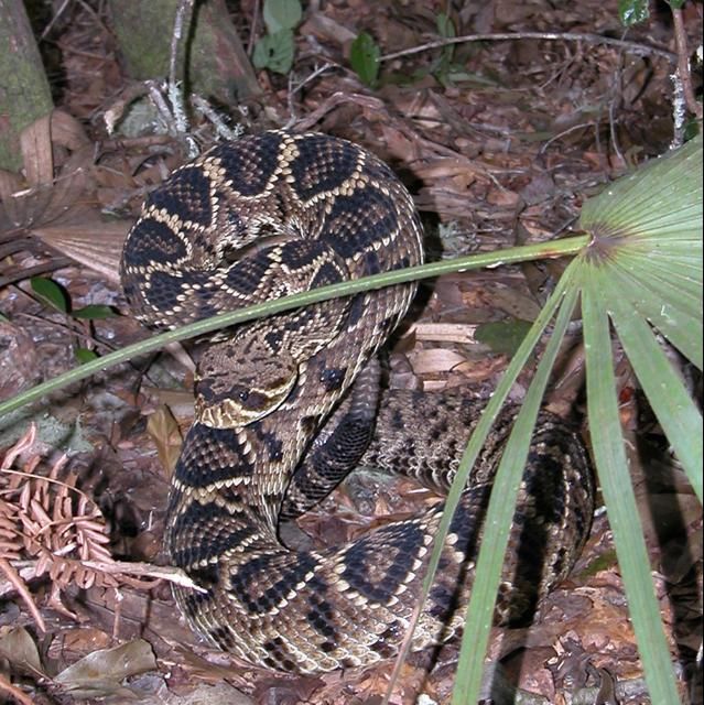 Figure 6. The eastern diamond-backed rattlesnake (Crotalus adamanteus) is also similar in appearance to the Florida pinesnake, but is a much heavier-bodied snake with obvious dark diamond marks bordered in white down the back, a dark facial band, and a large rattle.