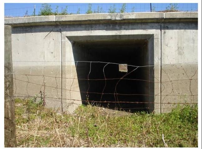 Figure 1. A wildlife box culvert under a four-lane road that passes through Paynes Prairie State Park, Florida. A number of reptiles, amphibians, and mammals use this wildlife passage.