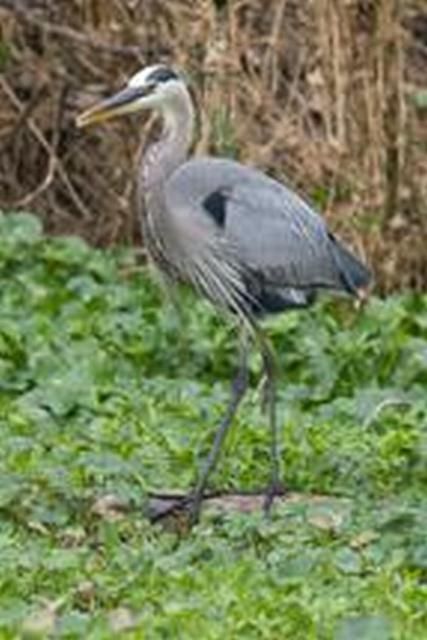 Figure 1. A Blue Heron foraging near the Alachua sink at Payne's Prairie, just outside of Gainesville, Florida.