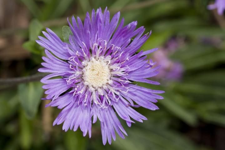 Figure 1. Stokes Aster (Stokesia laevis), a flowering native plant that can be used in landscaping.