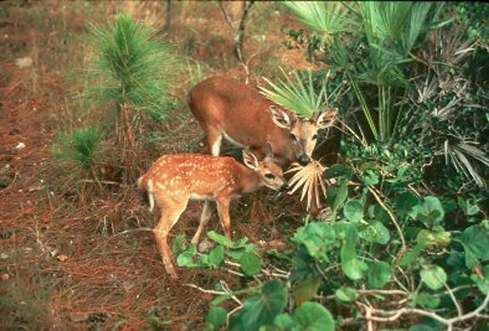 Figure 2. Terrestrial species in the Florida Keys like the Key deer will not be able to shift their distribution as their habitat is lost to sea level rise. Climate envelope models may help managers choose suitable locations for potential relocation to the mainland.