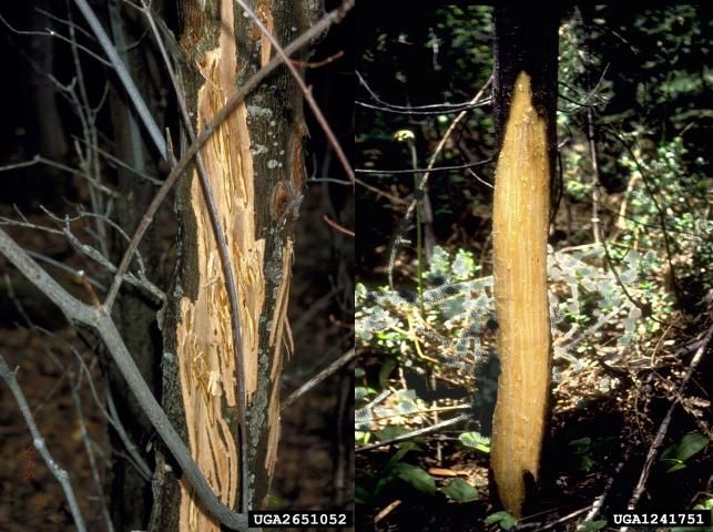 Damage to trees inflicted by black bear claws.