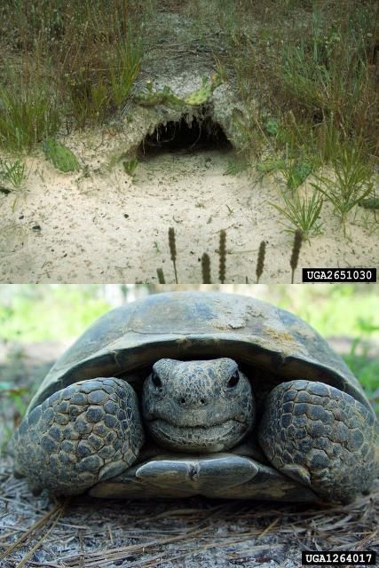 The entrance of a gopher tortoise burrow is flat on the bottom and rounded on top, matching the shape of the gopher tortoise carapace. 