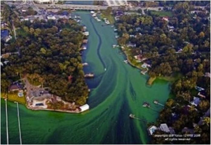 Figure 1. Algal blooms in the St. Johns River, Florida. Runoff from nearby lawns and agricultural areas can carry excessive fertilizer to water bodies and create algal blooms.