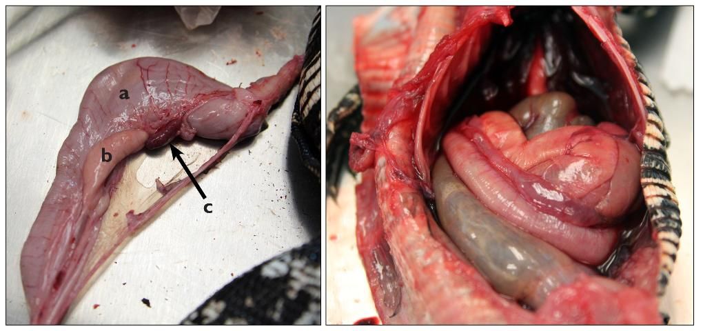 Figure 13. Stomach (a) with the pancreas (b) and spleen (c) still attached to the gut membrane (left). Digestive tract still intact within the body cavity (right).