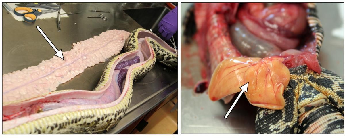 Figure 8. The fat pads of P. molurus bivittatus and T. merianae. In pythons (left), the fat pads are located throughout the body cavity, and some fat pads can be found near the heart. The fat pads in tegus (right) are located near the pelvis. Arrows indicate fat pads.