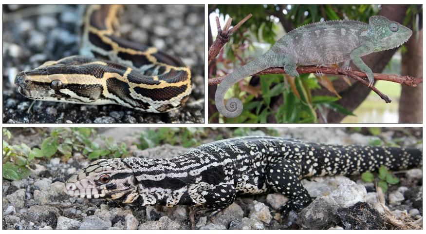 Figure 1. Burmese python (Python molurus bivittatus), Oustalet's chameleon (Furcifer oustaleti) and Argentine black and white tegu (Tupinambis merianae) are all exotic species found in south Florida.
