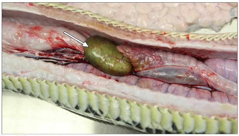 Figure 11. The gall bladder of a P. molurus bivittatus. In some animals, the gall bladder is located within the liver and can be difficult to see.