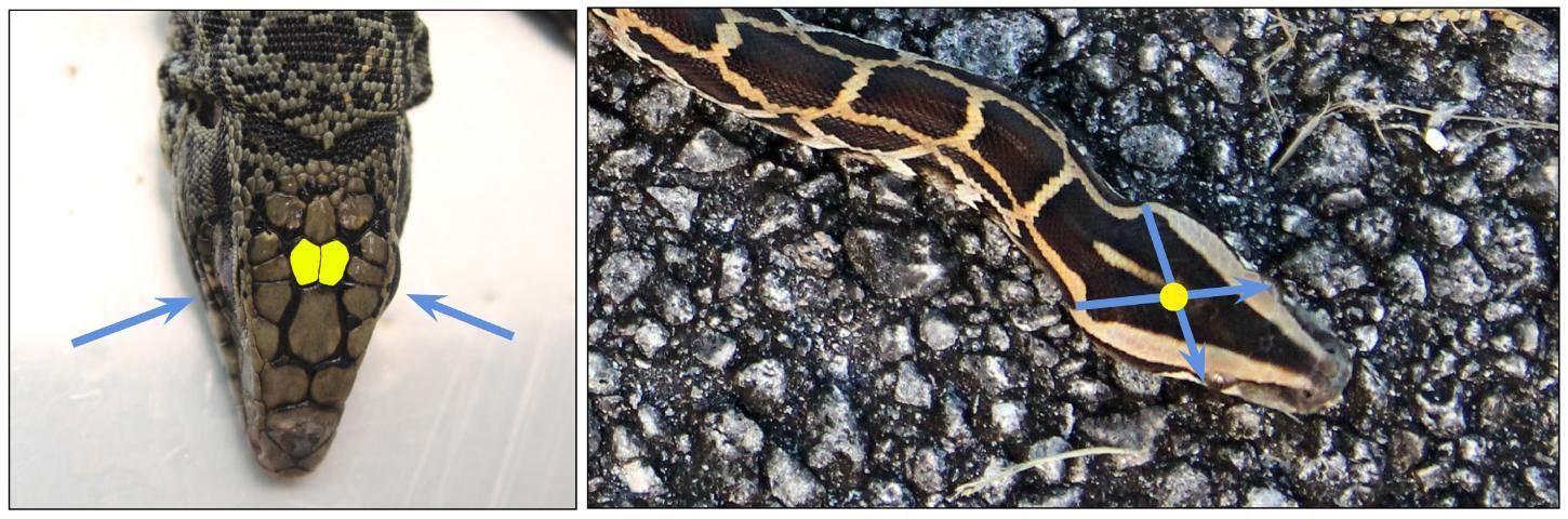 Figure 2. Proper location for captive bolt entry is highlighted in yellow. Use the eyes, identified by blue arrows, to find the center scutes for T. merianae (left). In large snakes such as P. molurus bivittatus, create a guideline to the ridge located on the center of the head by using the eyes and back of the head as indicated by blue arrows (right).