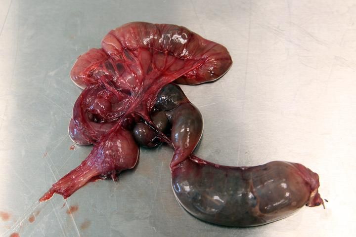 Figure 14. Digestive tract removed from body cavity, ready to be analyzed or frozen for storage.