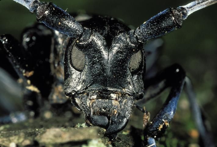 Figure 3. Asian longhorned beetle (Anoplophora glabripennis).