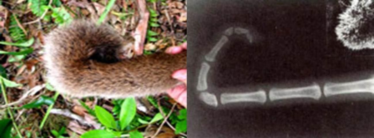 Figure 4. The kinked tail of a Florida panther on the left, and an x-ray of a kinked tail on the right.