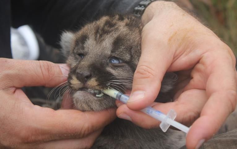 Figure 3. A kitten is administered dewormer during a den visit.