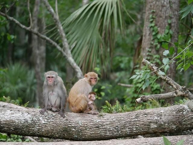 Figure 2. One infant and two adult female rhesus macaques in Silver Springs State Park.