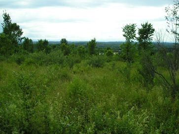Figure 2. Shrubland/early successional forest example from Vermont. Note that there are very few large trees and very little tree canopy.