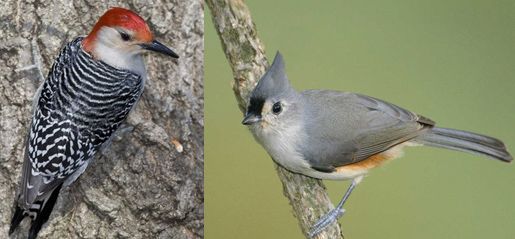 Figure 1. Forest- and tree-dwelling birds such as the red-bellied woodpecker (Melanerpes carolinus, left photo) and the tufted titmouse (Baeolophus bicolor, right photo) can often be found in forest fragments during the summer and winter.
