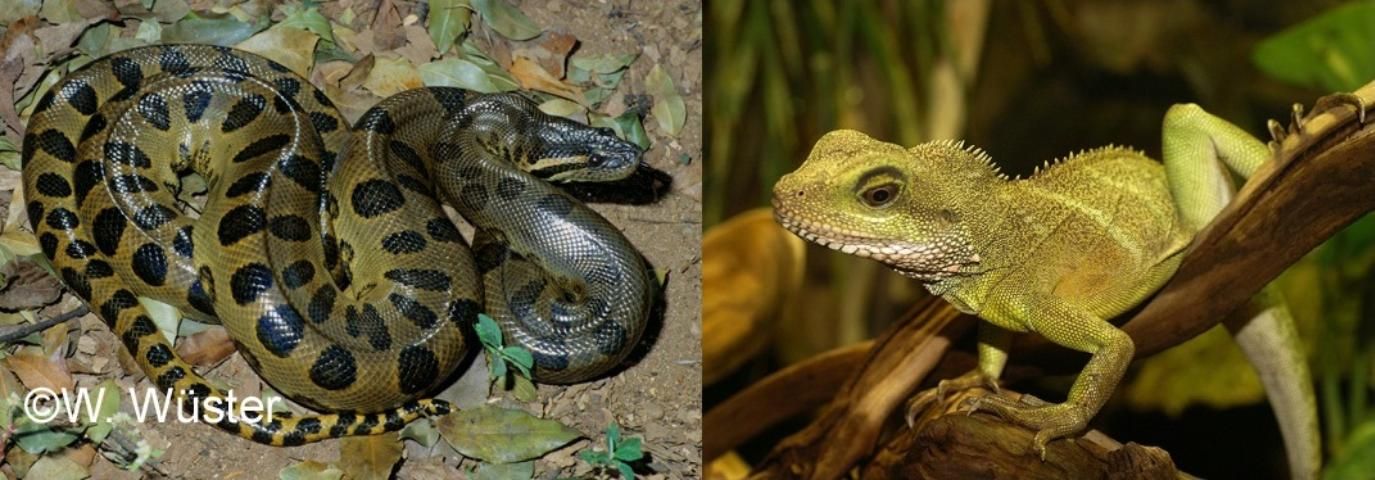 Figure 3. The green anaconda (Eunectes murinus, left) and Chinese water dragon (Physignathus cocincinus, right) have been found in the wild in Florida, but with no evidence of breeding. If they establish, these species could have severe ecological impacts.