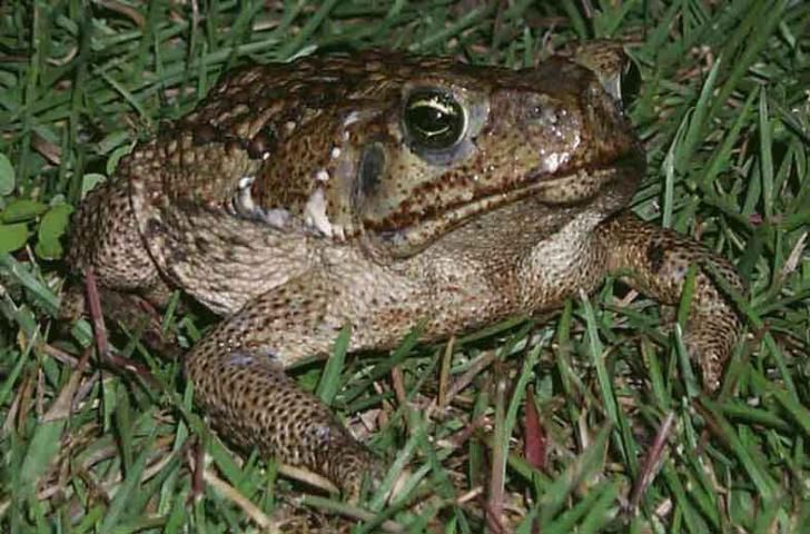Figure 6. Cane toad (Rhinella marina, formerly Bufo marinus).