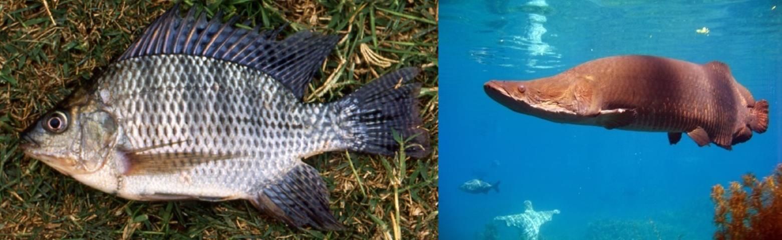 Figure 8. The Fish Invasiveness Screening Kit (FISK) has been used to identify high-risk fish species in Florida such as the Nile tilapia (Oreochromis niloticus, left) and Arapaima (Arapaima gigas, right).