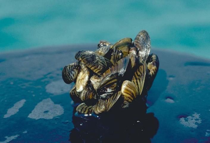Figure 5. Zebra mussels (Dreissena polymorpha).