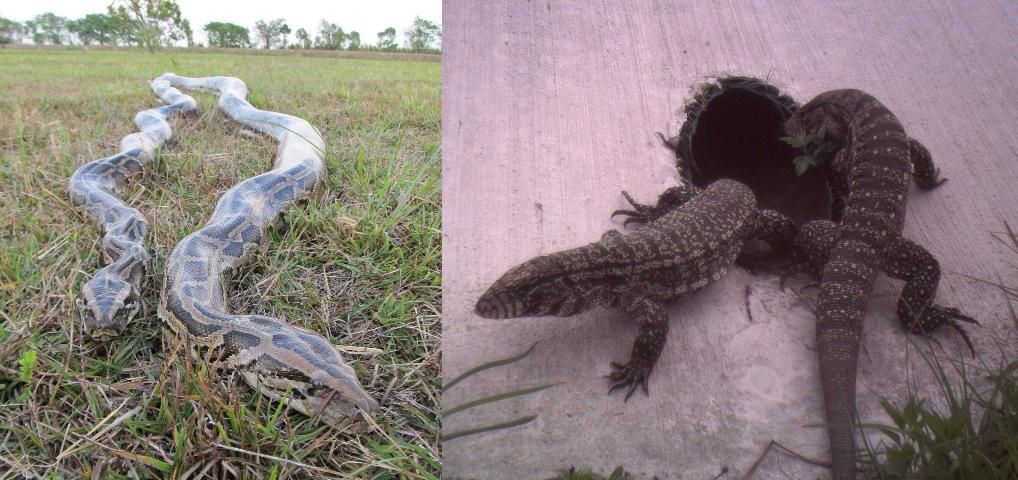 Figure 2. The Burmese python (Python molurus bivittatus, left) and Argentine black and white tegu (Salvator merianae, right) already have established populations in Florida. These predators threaten native wildlife and have the potential to disrupt entire ecological communities.