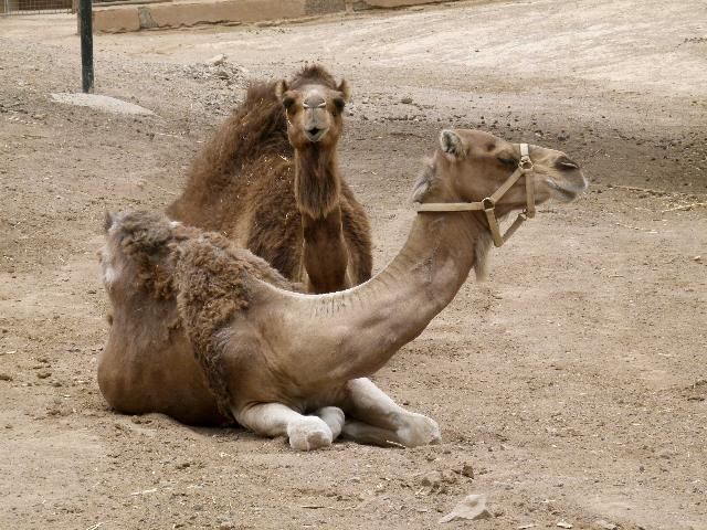 Figure 7. Arabian camel (Camelus dromedarius).