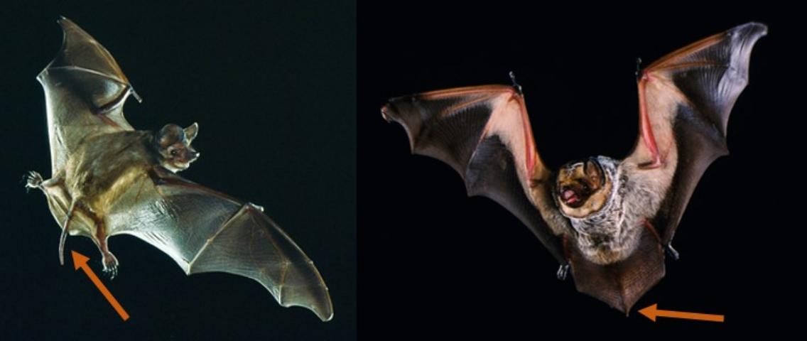 Figure 3. Free-tailed bats (those in the family Molossidae) have long tails that extend >1 inch beyond their tail membrane, like the bat on the left. In comparison, other bats have short, stubby tails, like the bat on the right (not a free-tailed bat).