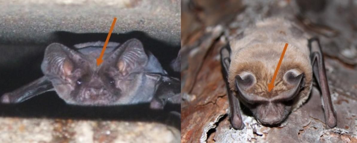 Figure 4. The ears of Brazilian free-tailed bats are not joined at the base (left), whereas those of the Florida bonneted bat are joined (right).