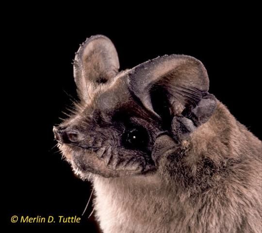 Figure 1. Brazilian free-tailed bat (Tadarida brasiliensis).