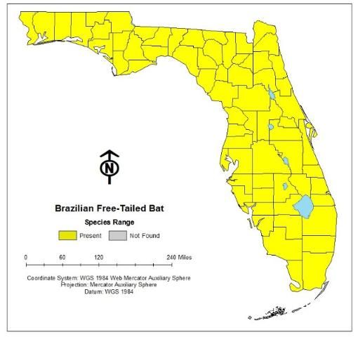 Figure 2. Brazilian free-tailed bats can be found in every county throughout Florida.
