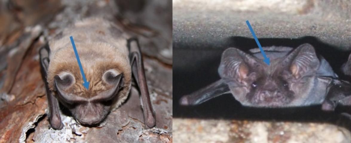 Figure 4. The ears of the Florida bonneted bat are joined at the base (right), whereas there is a gap between the ears of the Brazilian free-tailed (left).