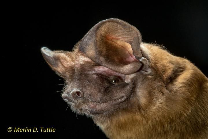 Figure 1. Florida bonneted bat (Eumops floridanus).