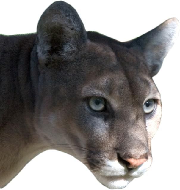 Figure 4. Florida panther (Puma concolor coryi)