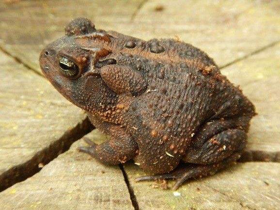 Figure 4. Native southern toads have small, oval glands on their shoulders and a pair of raised ridges or crests on top of their heads.
