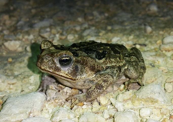 Figure 11. Cane toad (Rhinella marina).
