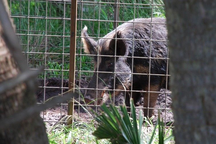 Wild pig caught in a cage trap. 