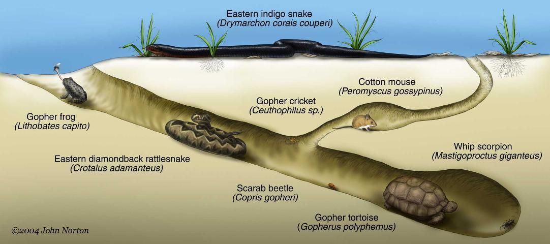 Figure 6. Examples of other wildlife (called commensals) that utilize gopher tortoise burrows.
