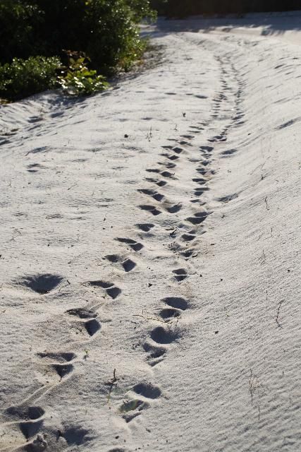 Figure 5. Gopher tortoise tracks.