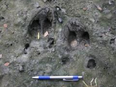 Figure 9. Swine tracks can be identified.