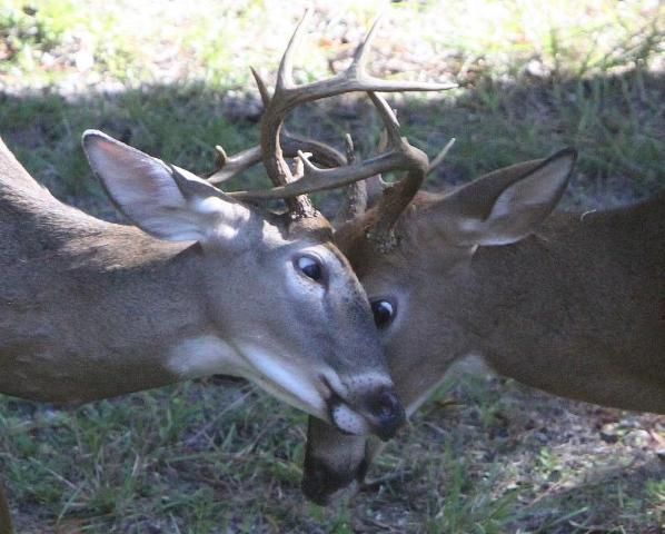 Figure 6. Bucks rub antlers to remove velvet and often spar to assert dominance. Does go into estrus.