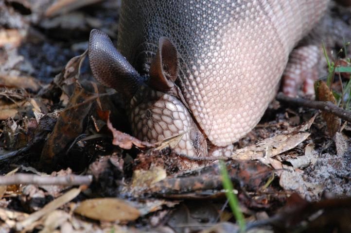 Figure 2. A nine-banded armadillo probing for food.