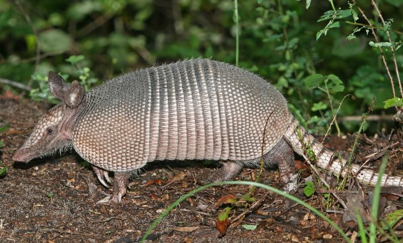 Figure 1. Adult nine-banded armadillo; notice large claws and ears.