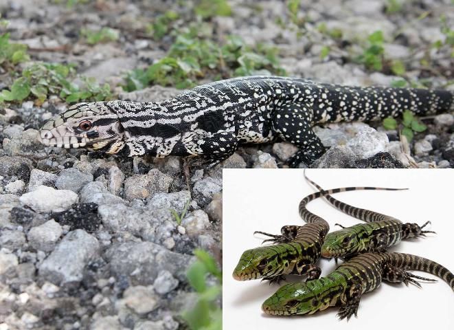 Figure 4. Argentine black and white tegu (Salvator merianae)—adult size over 4 feet. Hatchlings have bright green heads, which fade after the first month.