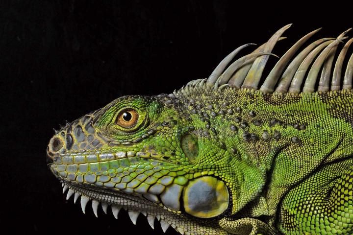Figure 3. Adult green iguana (Iguana iguana) from south Florida.