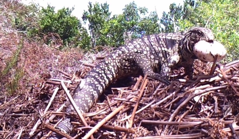 Argentine black and white tegu leaving an American alligator nest with an alligator egg in its mouth. 