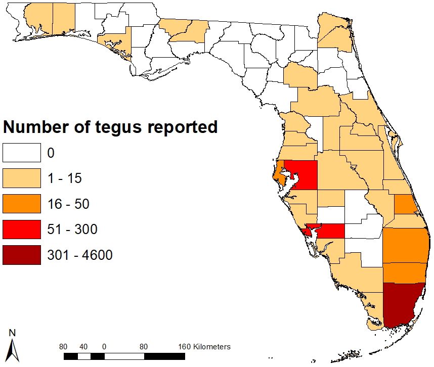 Number of verified Argentine black and white tegu reports to EDDMapS by Florida County through March 2020. There are established breeding populations in Hillsborough, Charlotte, Miami-Dade, and St. Lucie Counties.