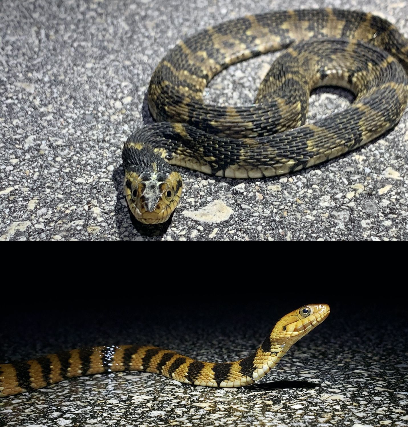 Banded water snake (Nerodia fasciata). 