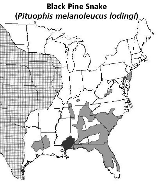 Rango de distribución de las serpientes de pino negras (mostrado en negro, otras especies de serpientes de pino están en gris; las serpientes de tuzas y toro están en las líneas cruzadas).