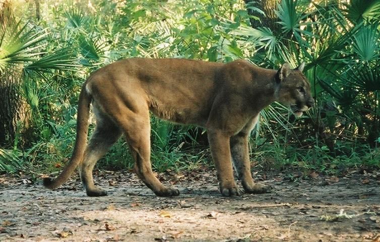 Puma de Florida.