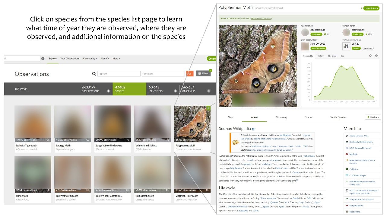 Information on how to learn more about a particular species on iNaturalist. 